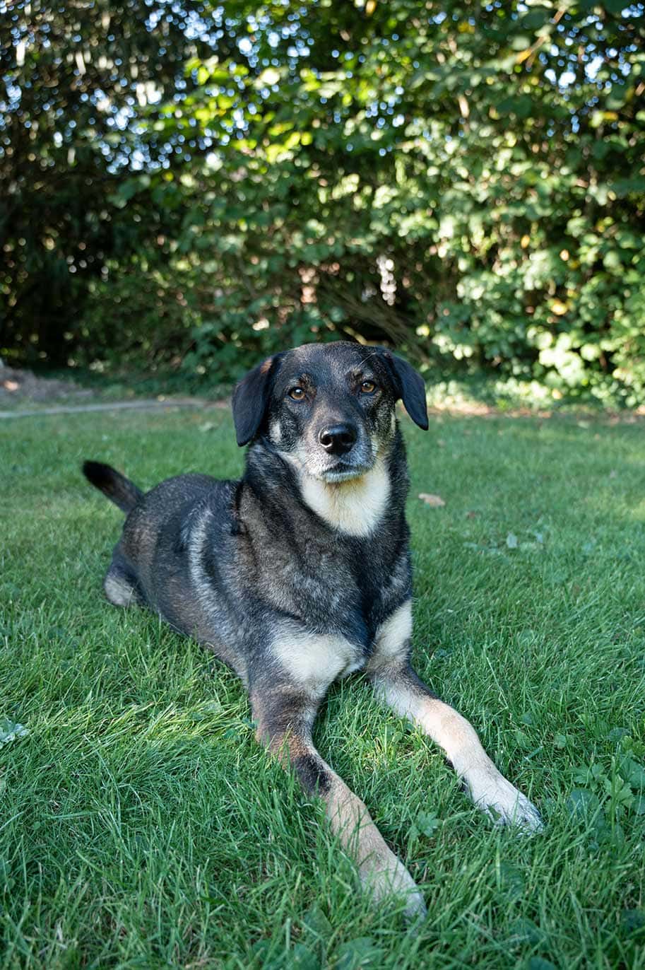 Impulsio Lengerich: Systemische Beratung mit Therapiehund & Mutbox